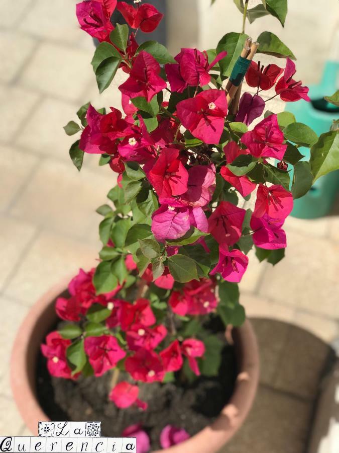 מלון פלרמו La Querencia מראה חיצוני תמונה
